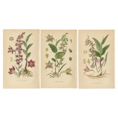 Epipactis Enchantment: A Trio of Botanical Illustrations from 1904