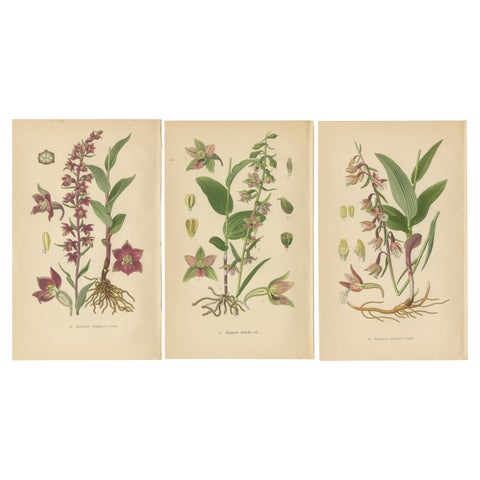 Epipactis Enchantment: A Trio of Botanical Illustrations from 1904