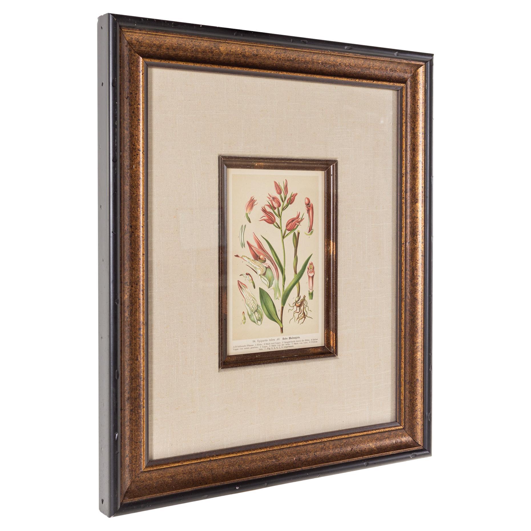 SOLD 12/06/23 Epipactis Rubra Flower Framed Botanical Print