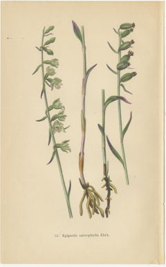 Epipactis Spectrum: A Botanical Study from 1904