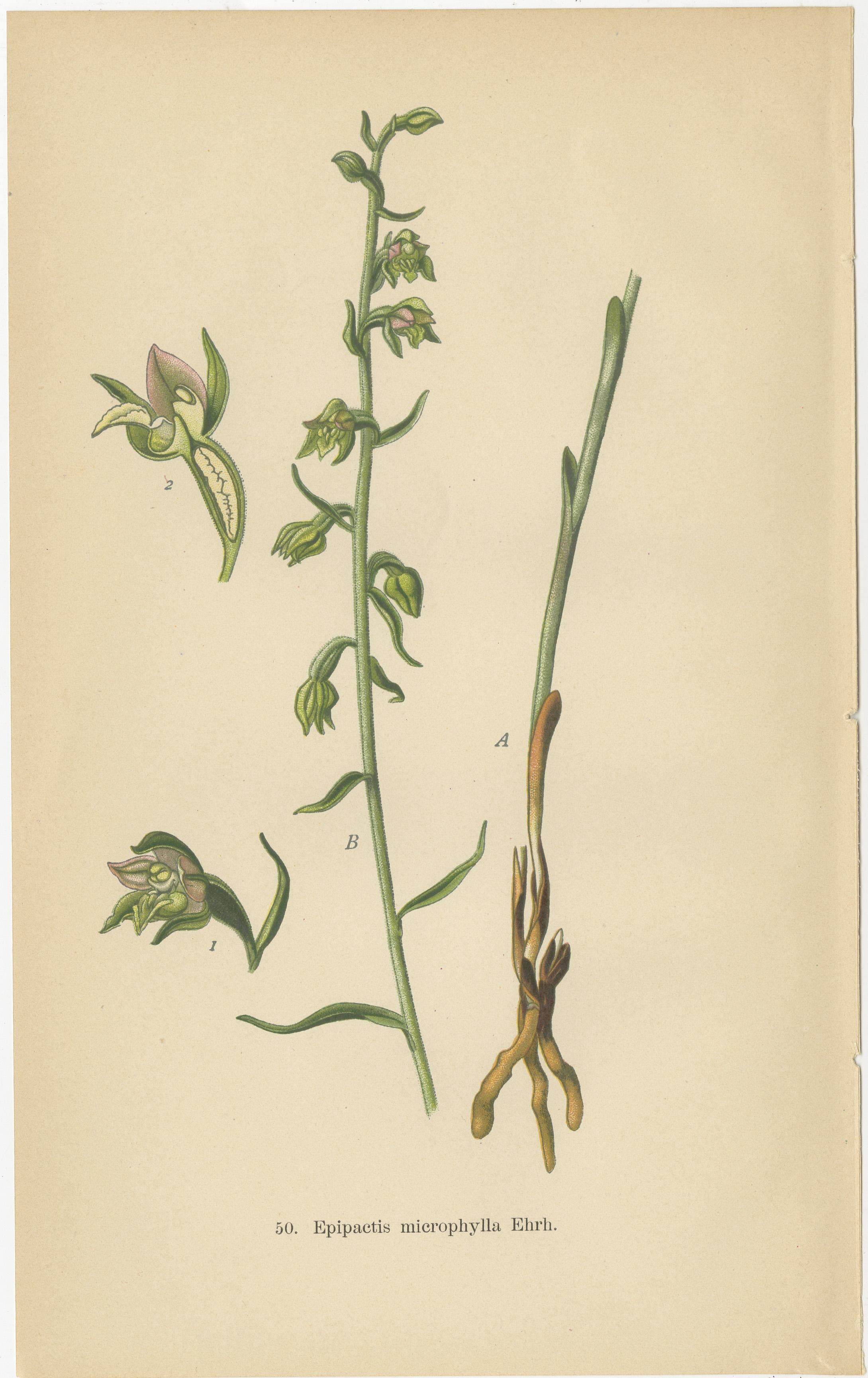 Epipactis Spectrum: A Botanical Study from 1904 In Good Condition For Sale In Langweer, NL