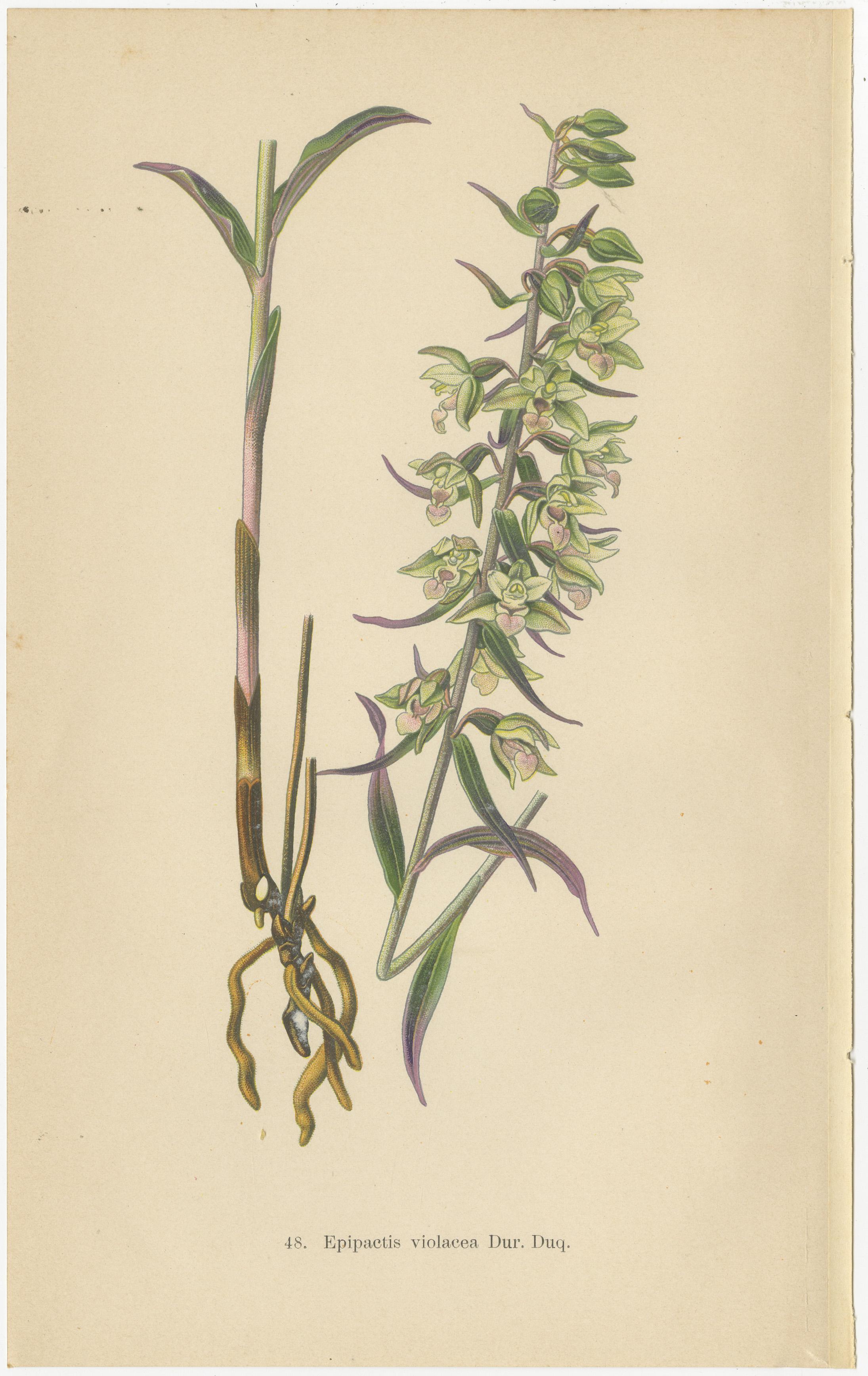 Early 20th Century Epipactis Spectrum: A Botanical Study from 1904 For Sale