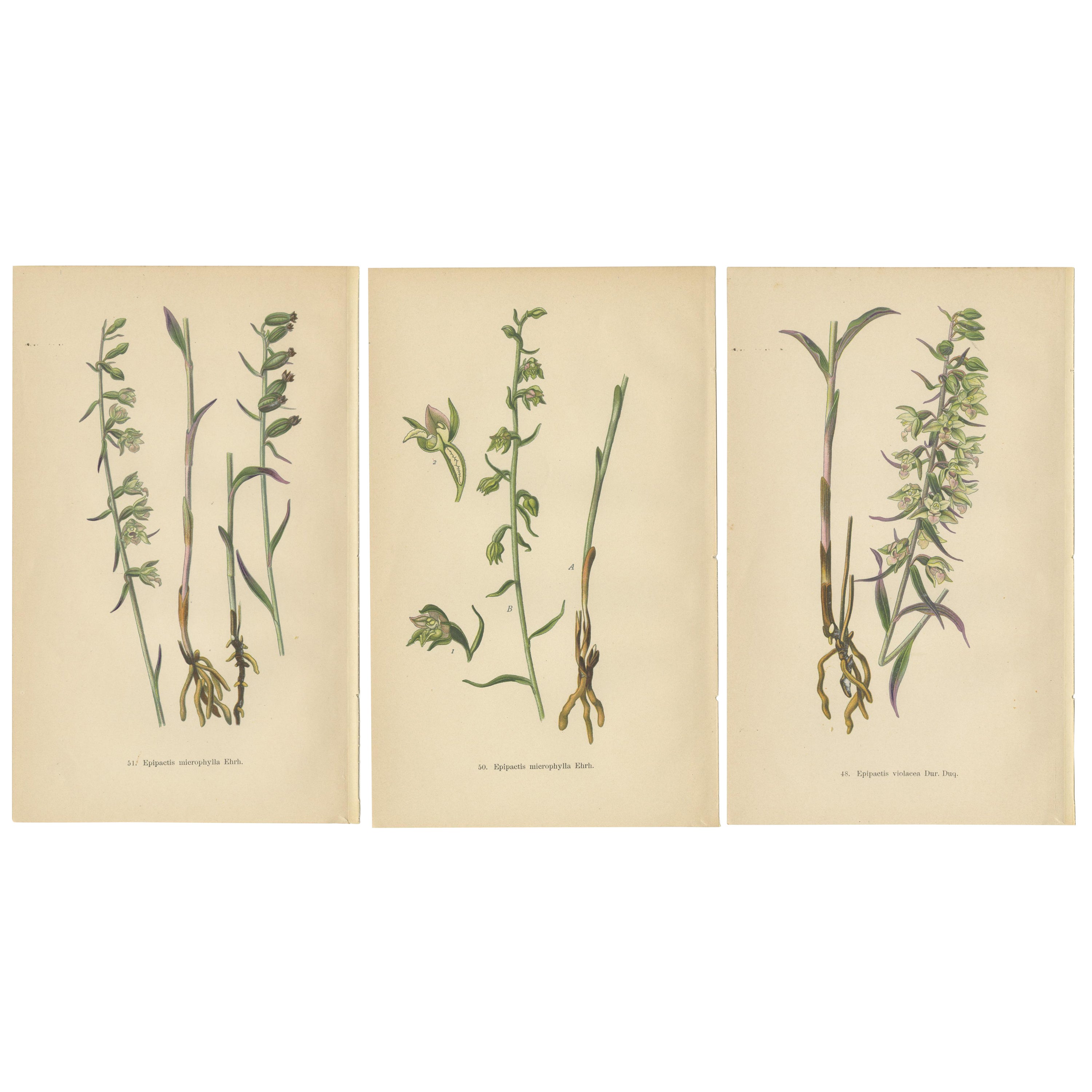 Epipactis Spectrum: A Botanical Study from 1904