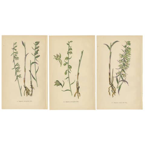 Epipactis Spectrum: A Botanical Study from 1904