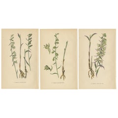 Epipactis Spectrum: A Botanical Study from 1904