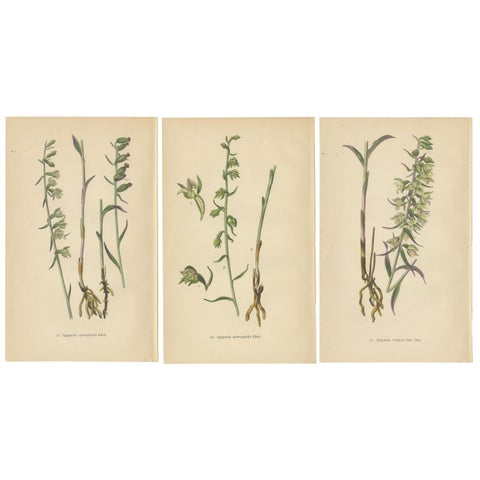 Epipactis Spectrum: A Botanical Study from 1904