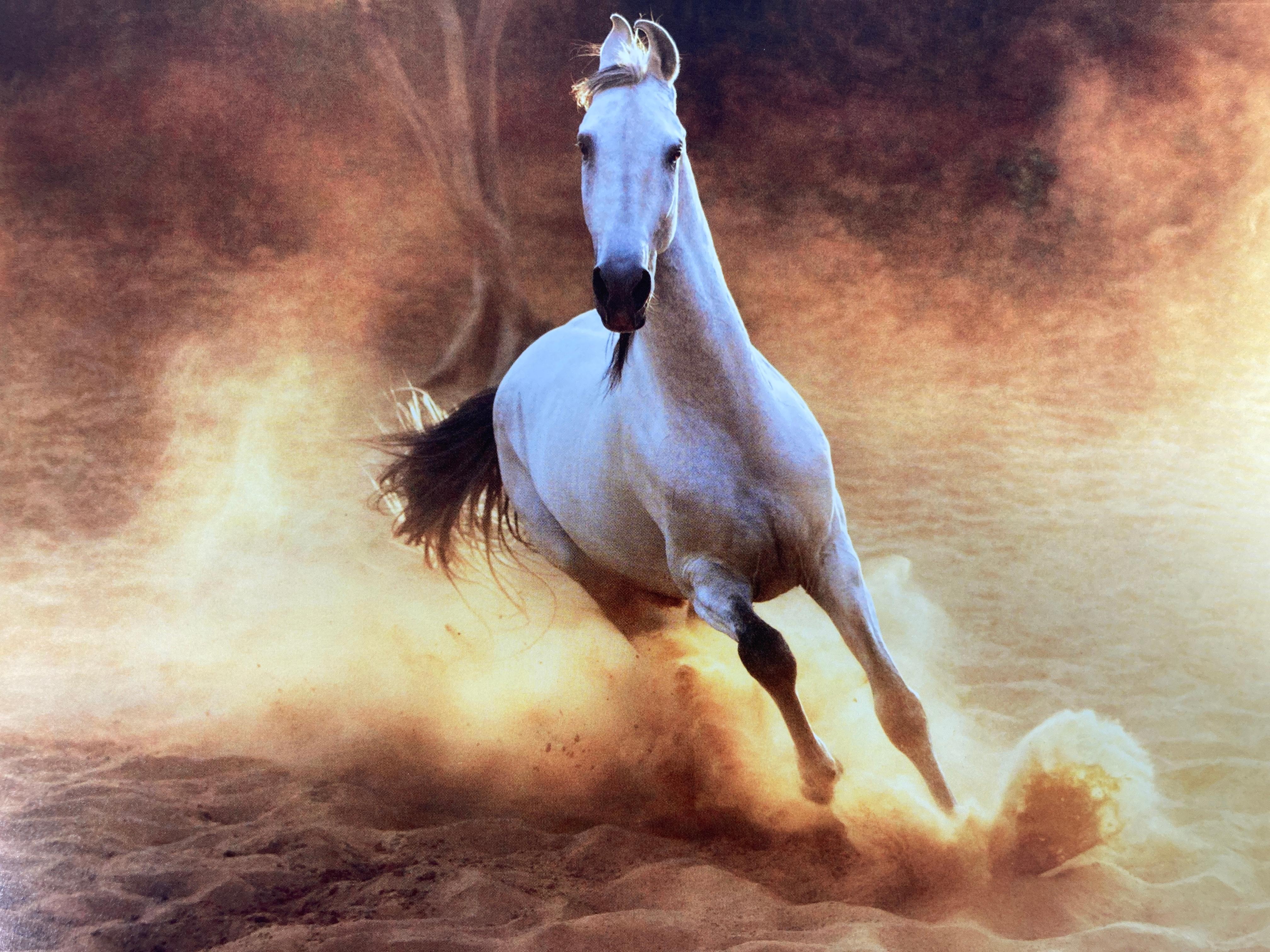 Equus by Tim Flach Large Hardcover Large Table Book 1st Edition 2