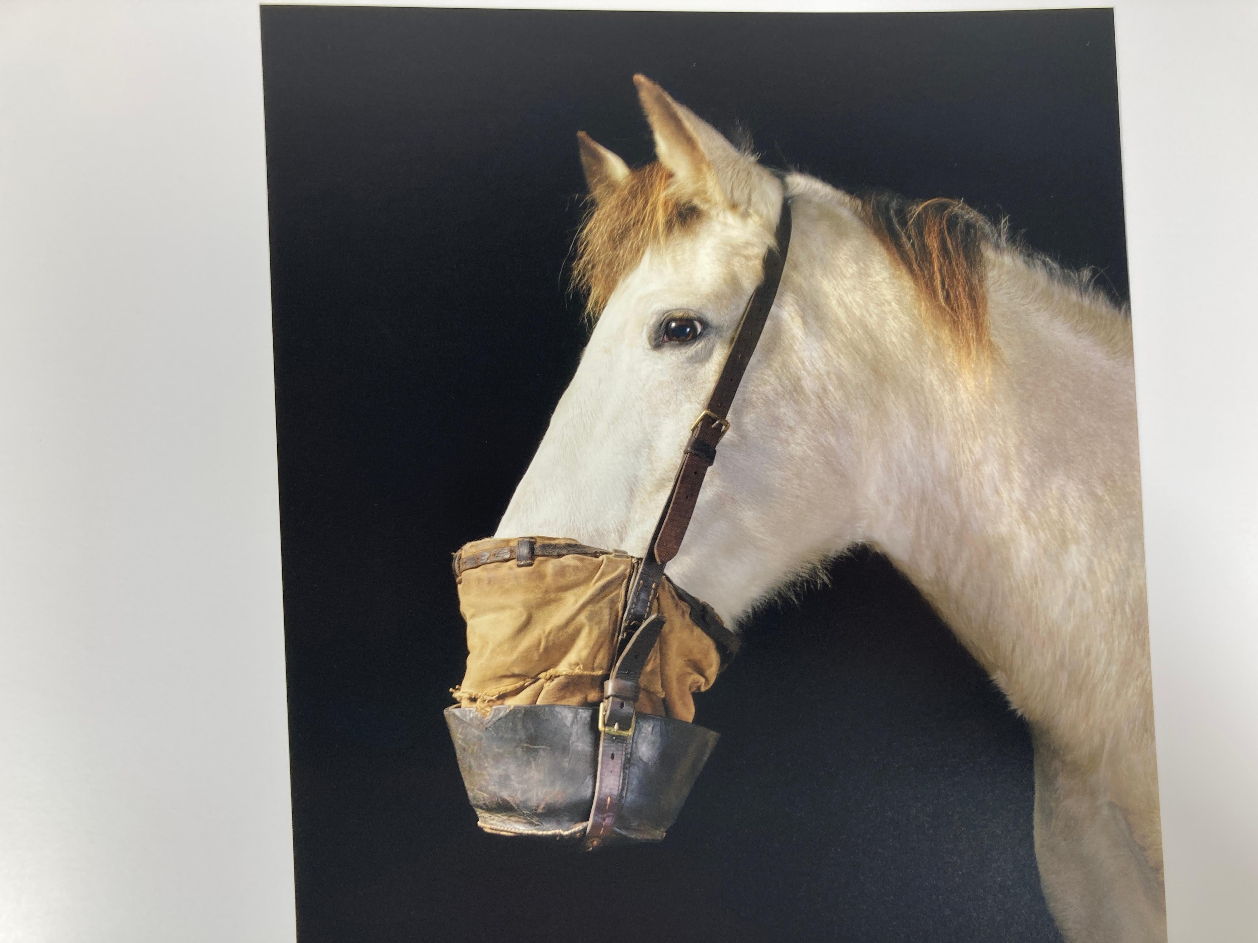 Equus by Tim Flach Large Hardcover Large Table Book 1st Edition 5
