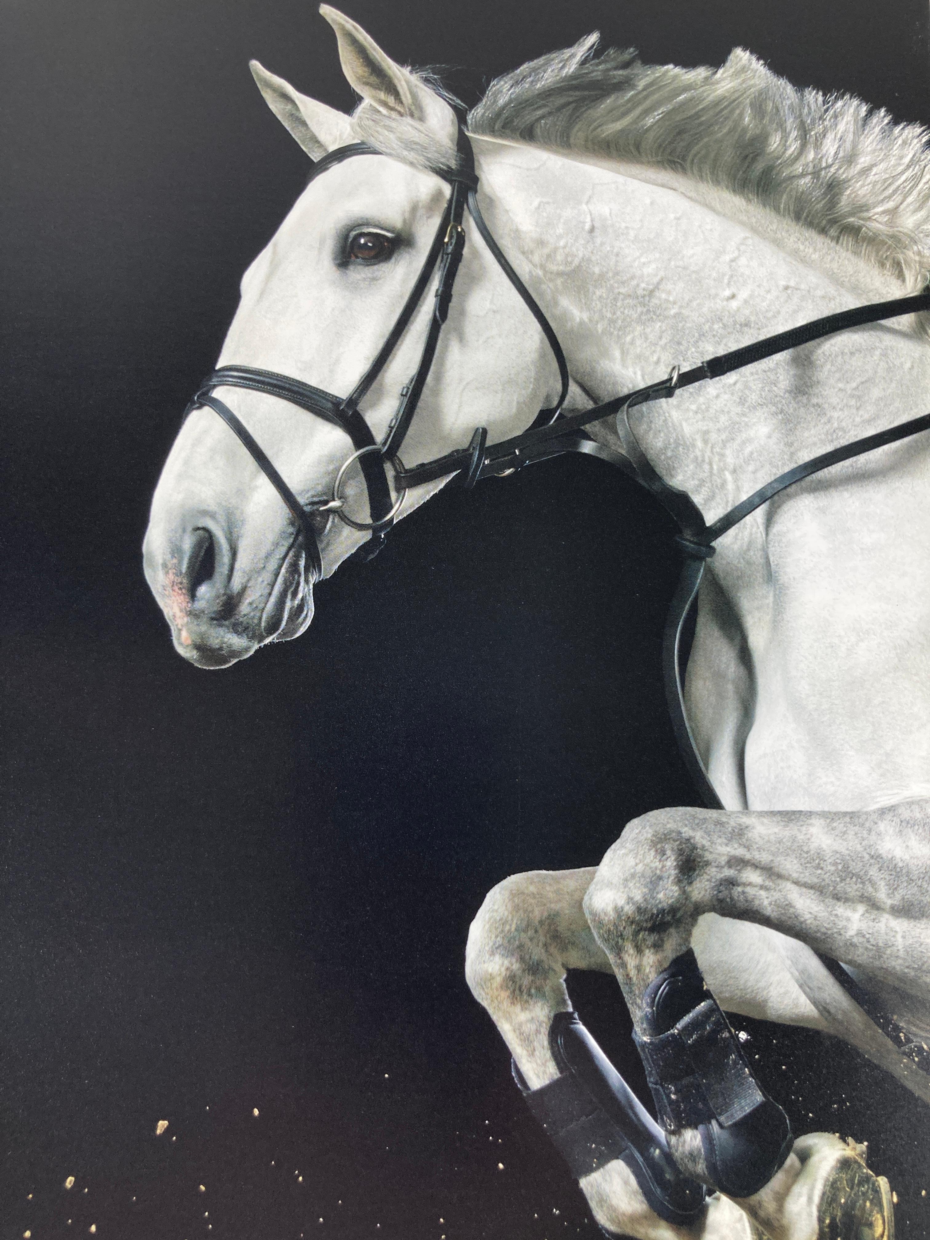 Equus by Tim Flach Large Hardcover Large Table Book 1st Edition 9