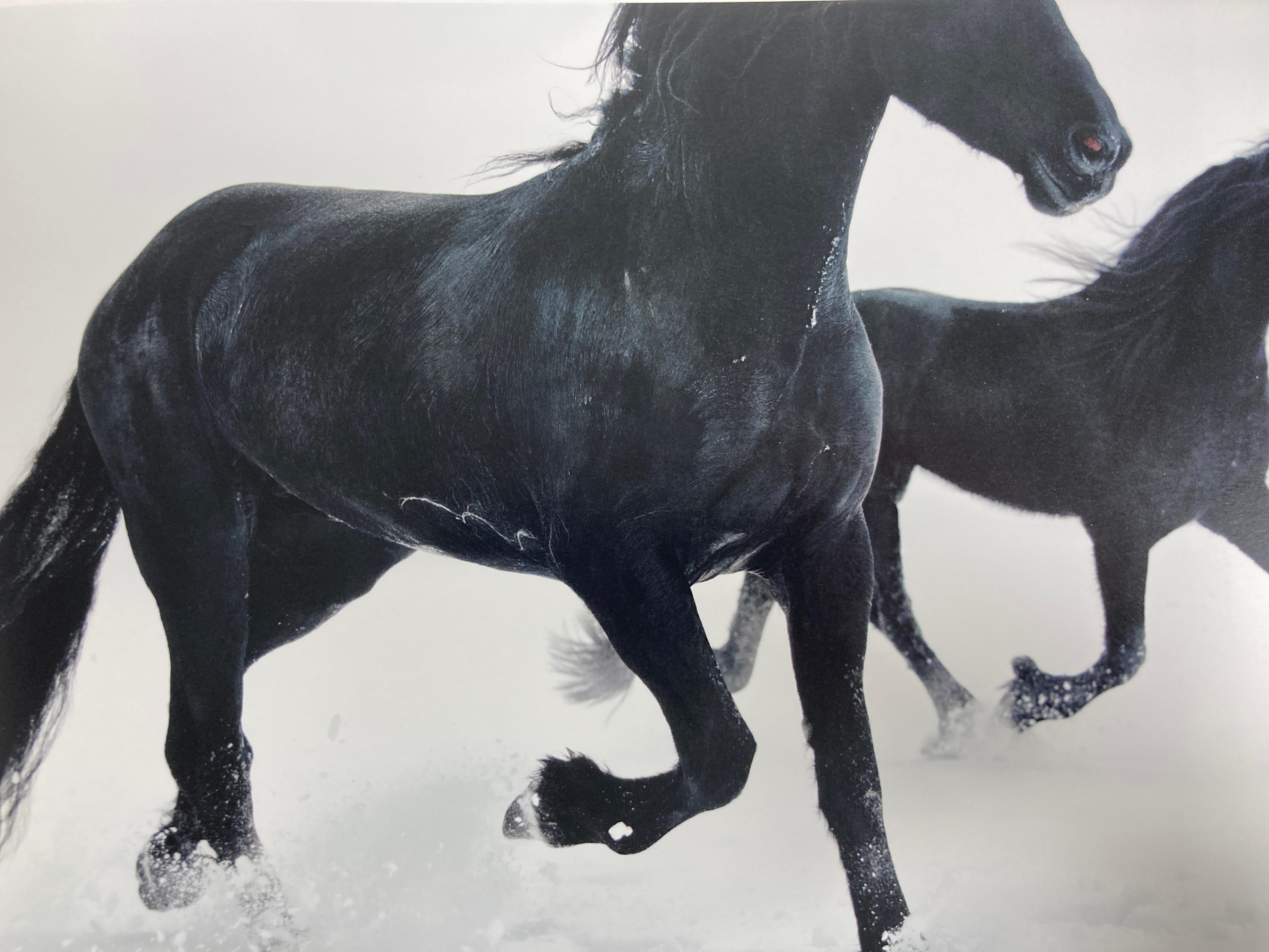Equus by Tim Flach Large Hardcover Large Table Book 1st Edition 10