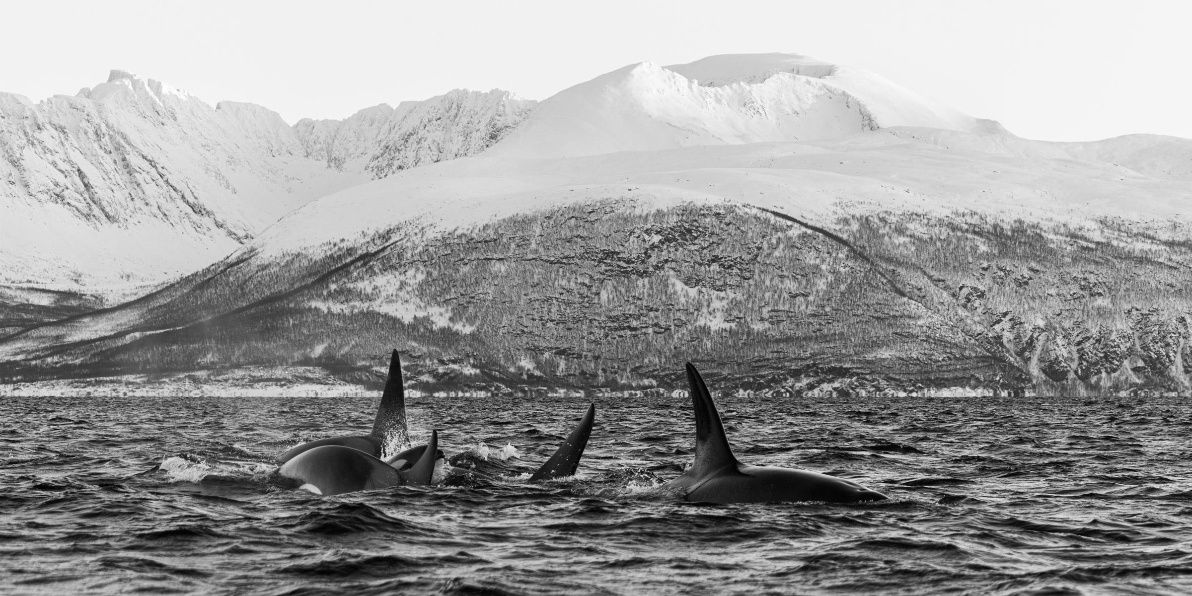 UNFRAMED SIZES AND PRICING AVAILABLE UPON REQUEST

"Life at the top isn’t always easy, especially for those not accustomed to it.

Head north—far north—from Oslo, and you’ll be greeted by conditions that are anything but hospitable. Here, above the
