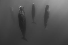 Eric Kanigan - Dreamers, Photography 2023, Printed After