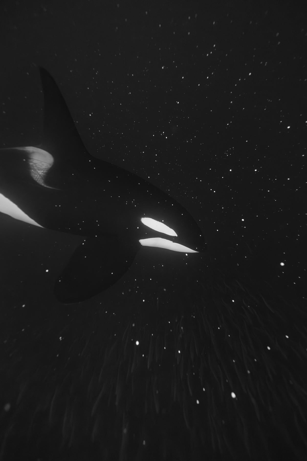 Eric Kanigan - Polvo al polvo, Fotografía 2023, Impreso después de