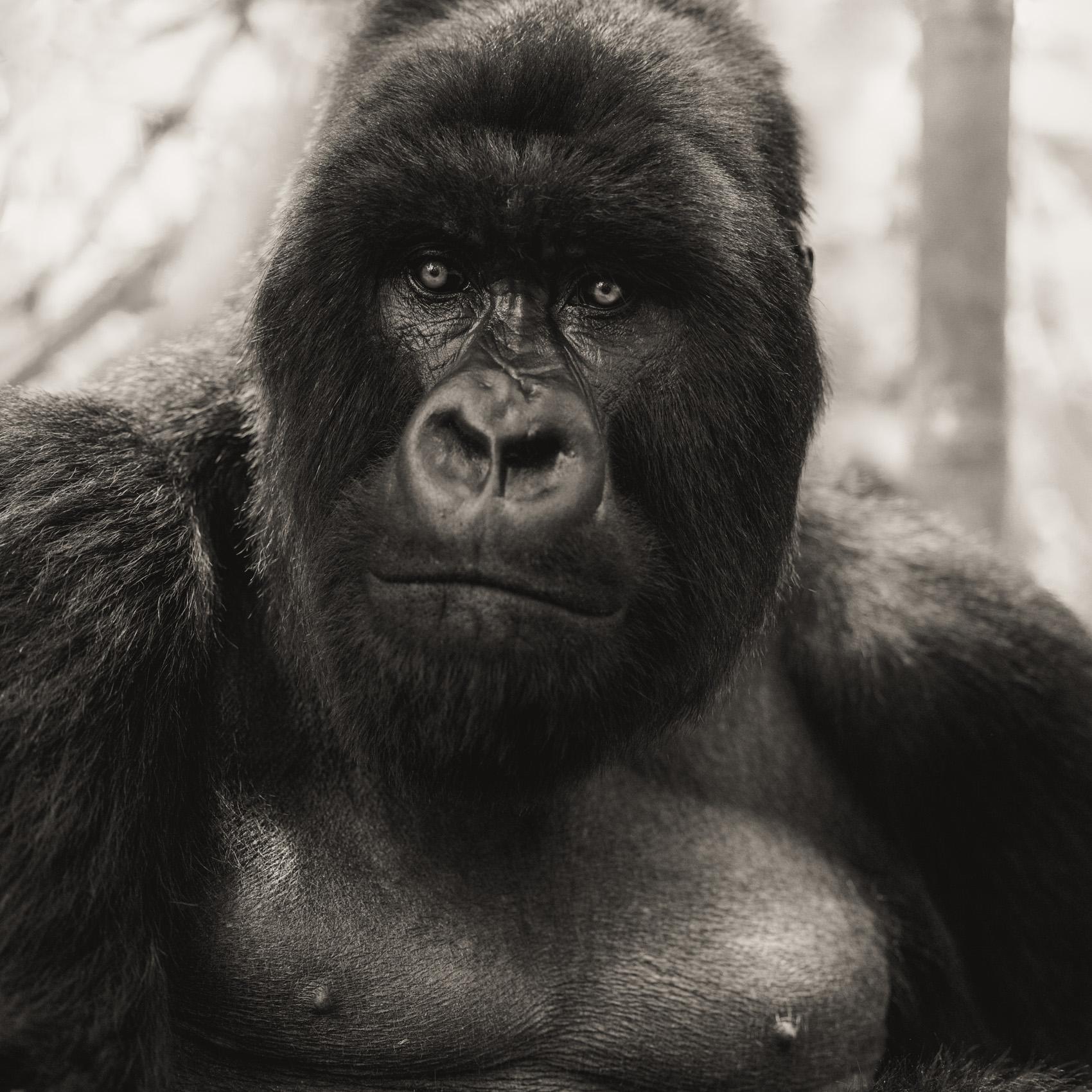 "You always hope for close encounters. You just can’t be sure what “close” will mean.

Sometimes, it
s a shoulder check from a silverback.

You can read all you want about mountain gorillas, but there
s still the anticipation—the unknown —as you set