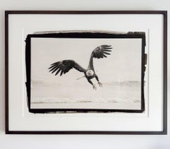 Eric Kanigan - Free Bird, Photography 2022, Printed After