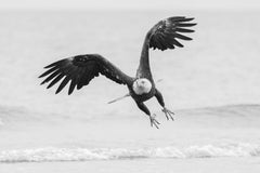 Eric Kanigan - Free Bird, Photography 2022, Printed After