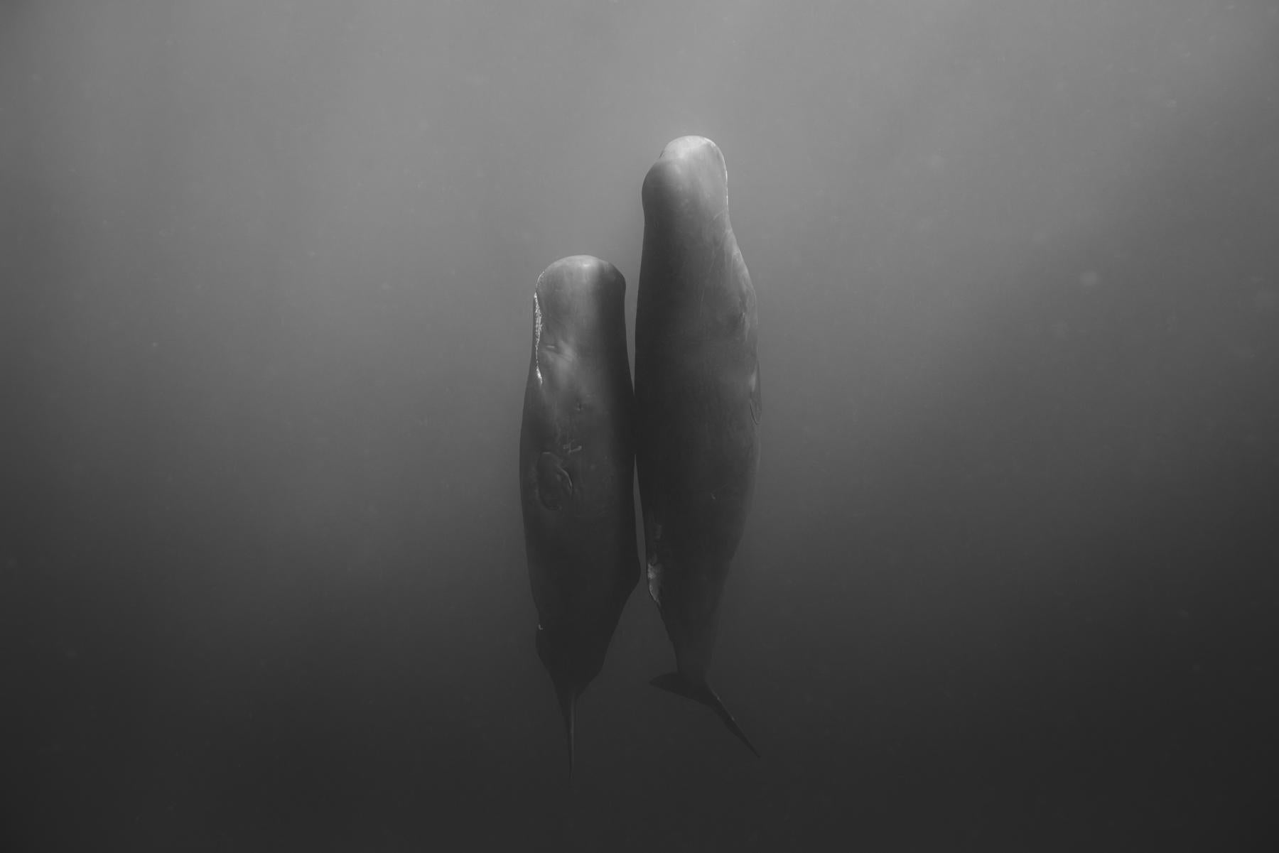 "The moment you hit the water, you’re overcome by a profound sense of nothingness. At times, it feels almost like vertigo as you try to orient yourself. When you look down and around your fins, there's only blue.

The scale of the ocean defies