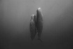 Eric Kanigan - How Deep is Your Love, Photography 2023, Printed After