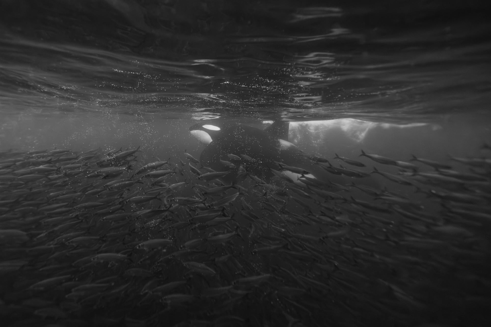 "Desperate times call for desperate measures.

The formation of a bait ball is a last-ditch effort for survival. But for many herring, this will be their final dance, swimming in tandem as the walls close in.

The instinct to group together stems
