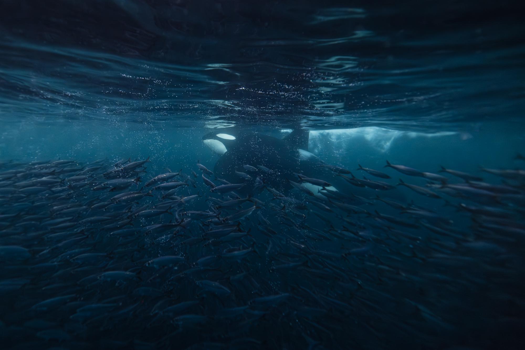 Eric Kanigan - Last Rites, Photographie 2023, Printed After