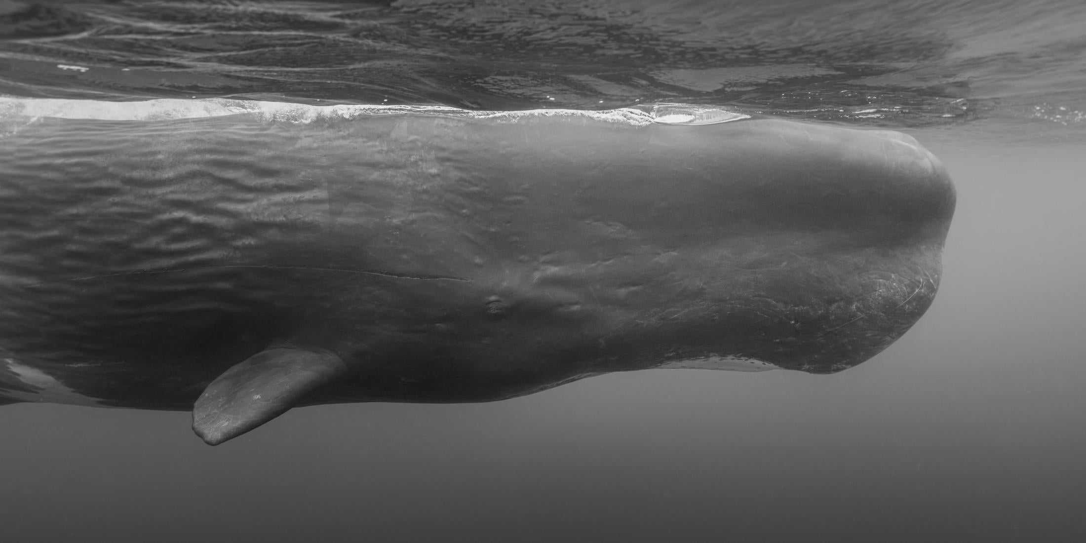 Eric Kanigan - My Name
s Not Dick, Photography 2023, Printed After