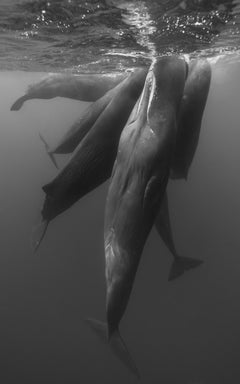 Eric Kanigan - Rapsodia in bianco e nero, Fotografia 2023, Stampato Dopo