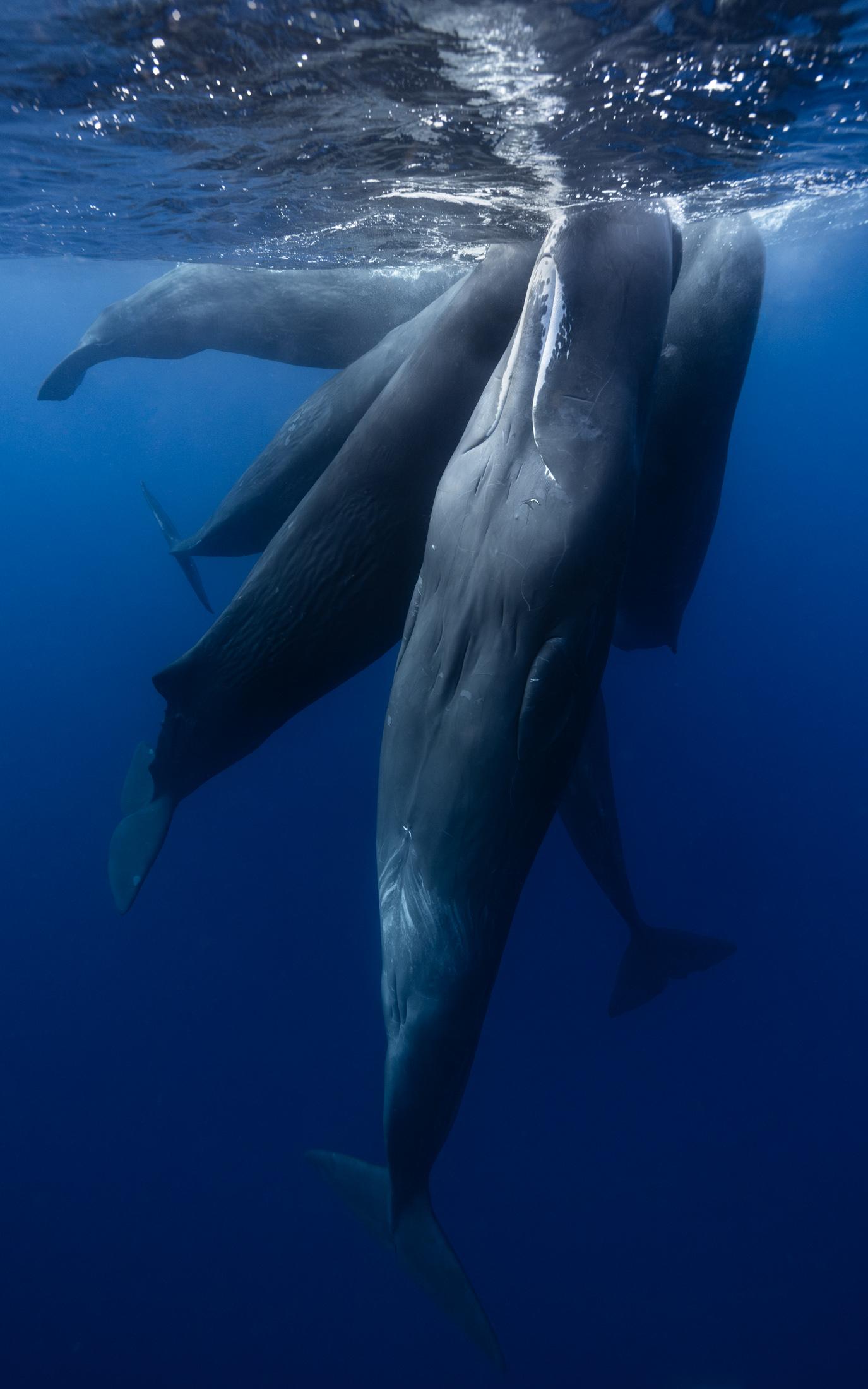 Eric Kanigan - Rhapsody in Blue, Photographie 2023, Impression d
après