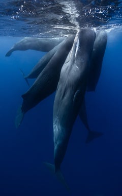 Eric Kanigan - Rhapsody in Blue, Photography 2023, Printed After