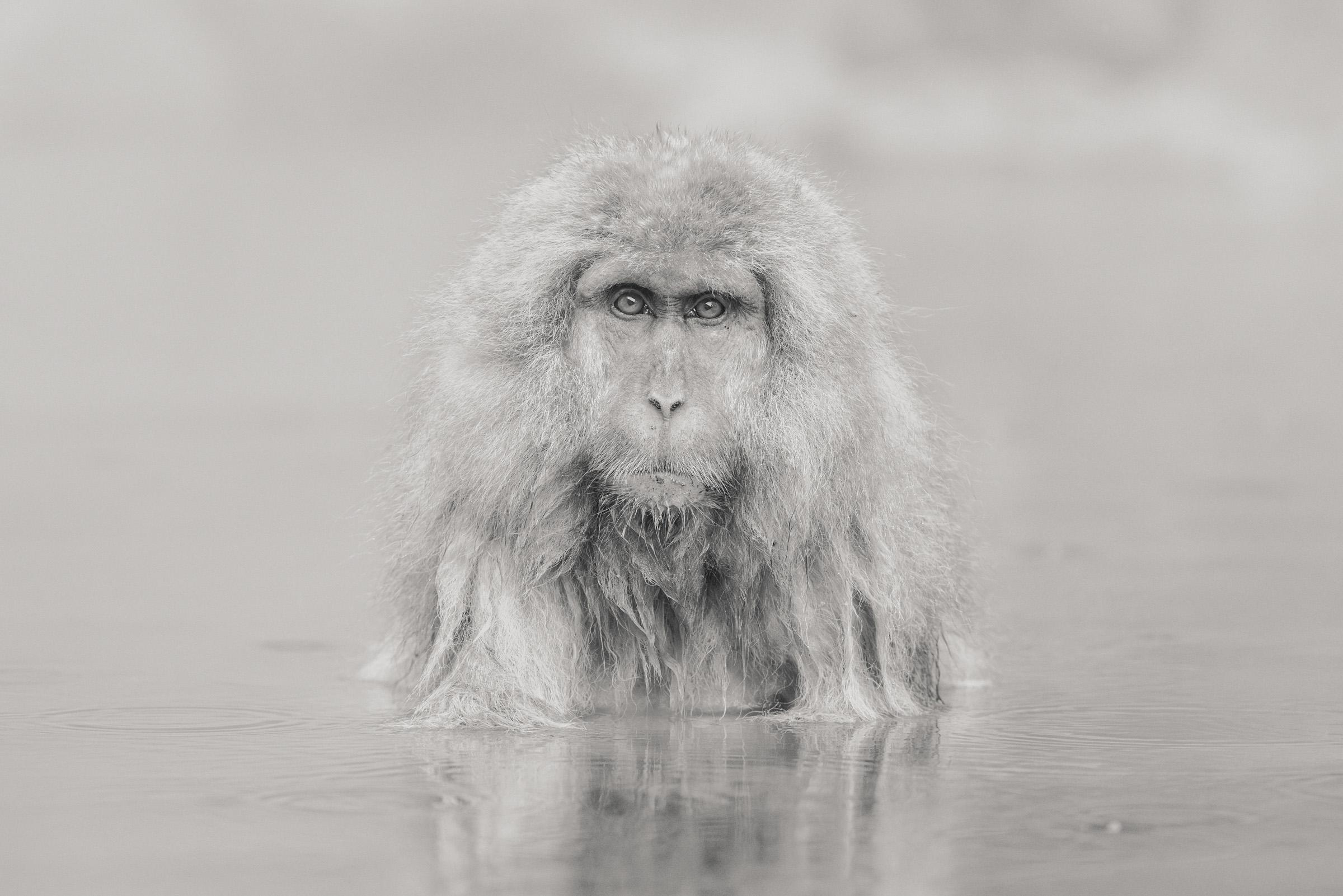 Animal Color Photography