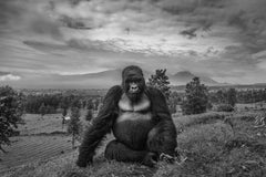 Eric Kanigan - Where the Wild Things Were, Photographie 2022, Imprimé après