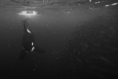 Eric Kanigan - Why So Serious, Photography 2023, Printed After