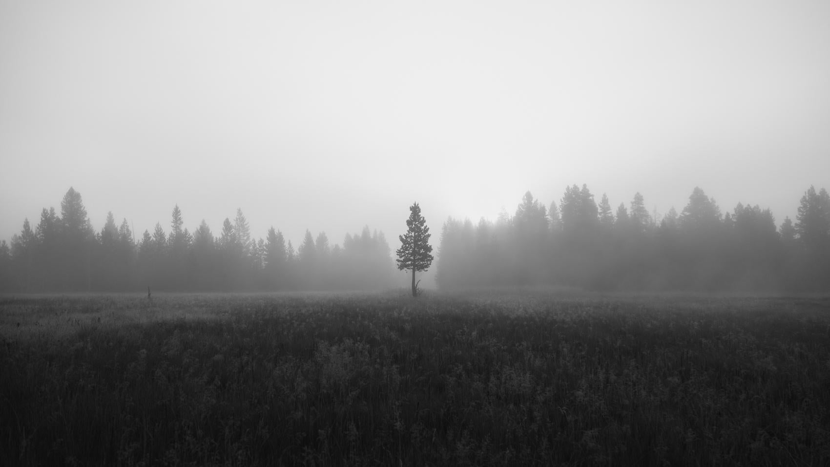 Árbol Fotografía de paisajes