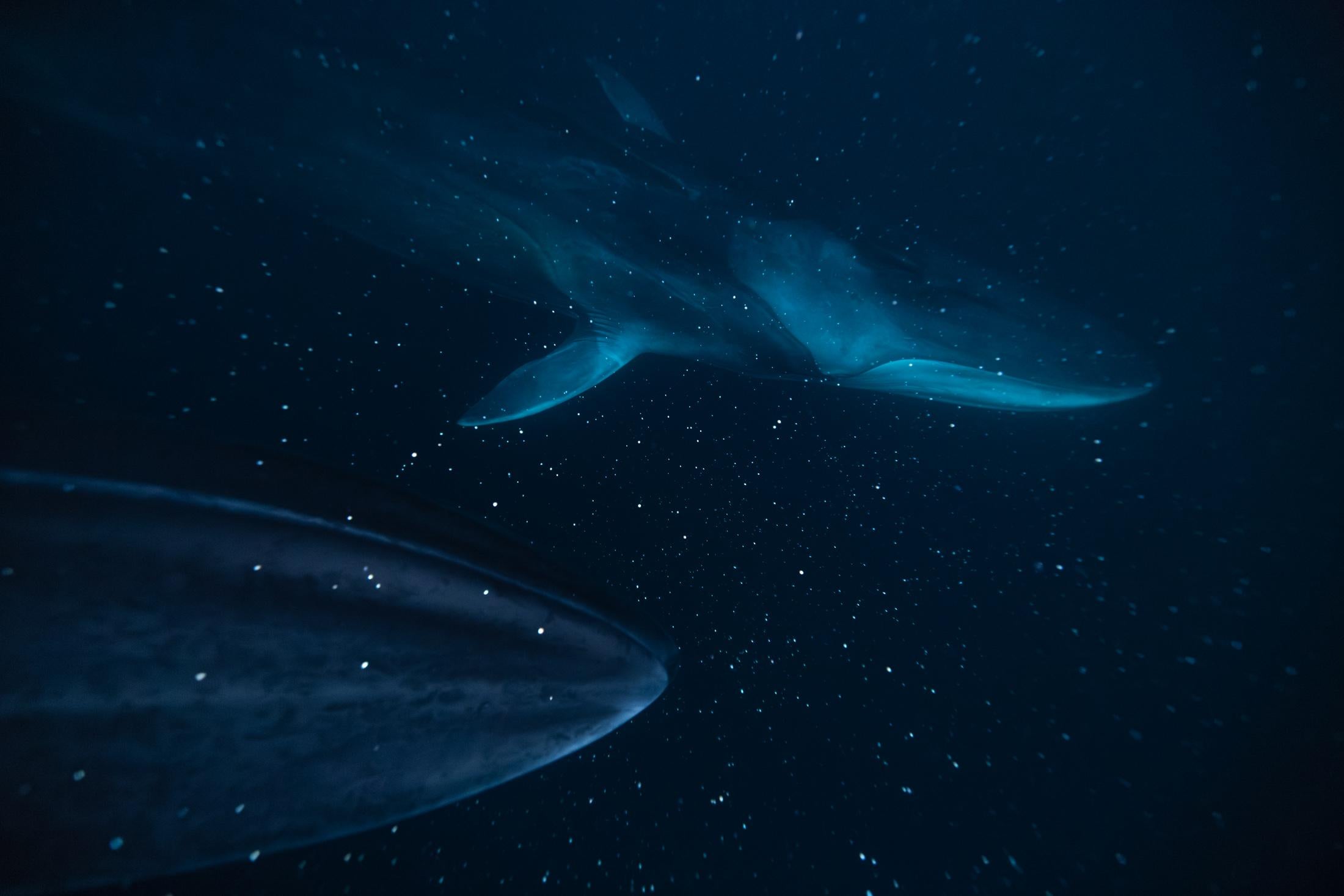 Erica Kanigan - Starcruisers, Photographie 2023, Printed After