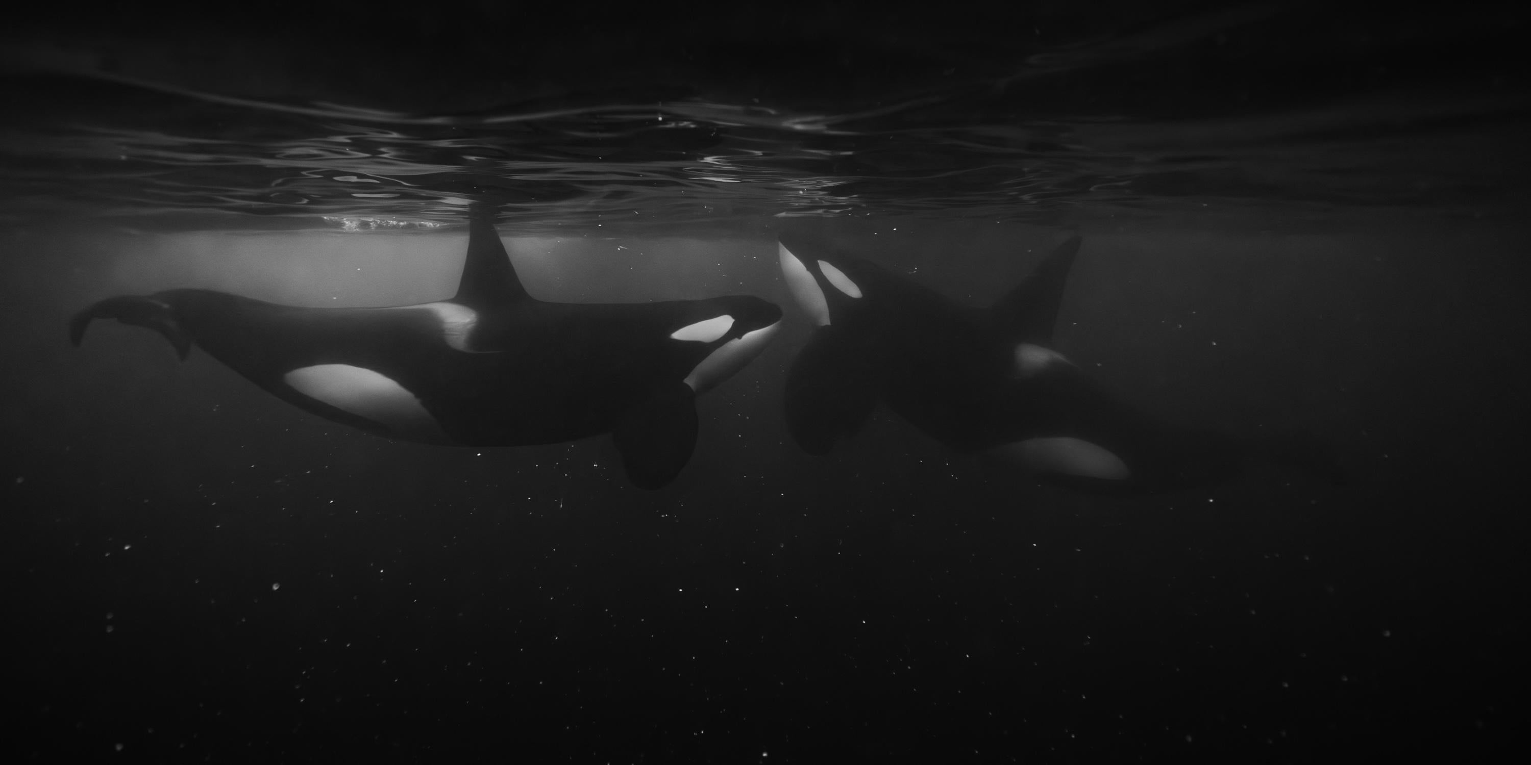 Figurative Photograph Eric Kanigan - Erica Kanigan - The Last Dance, Photographie 2023, Printed After