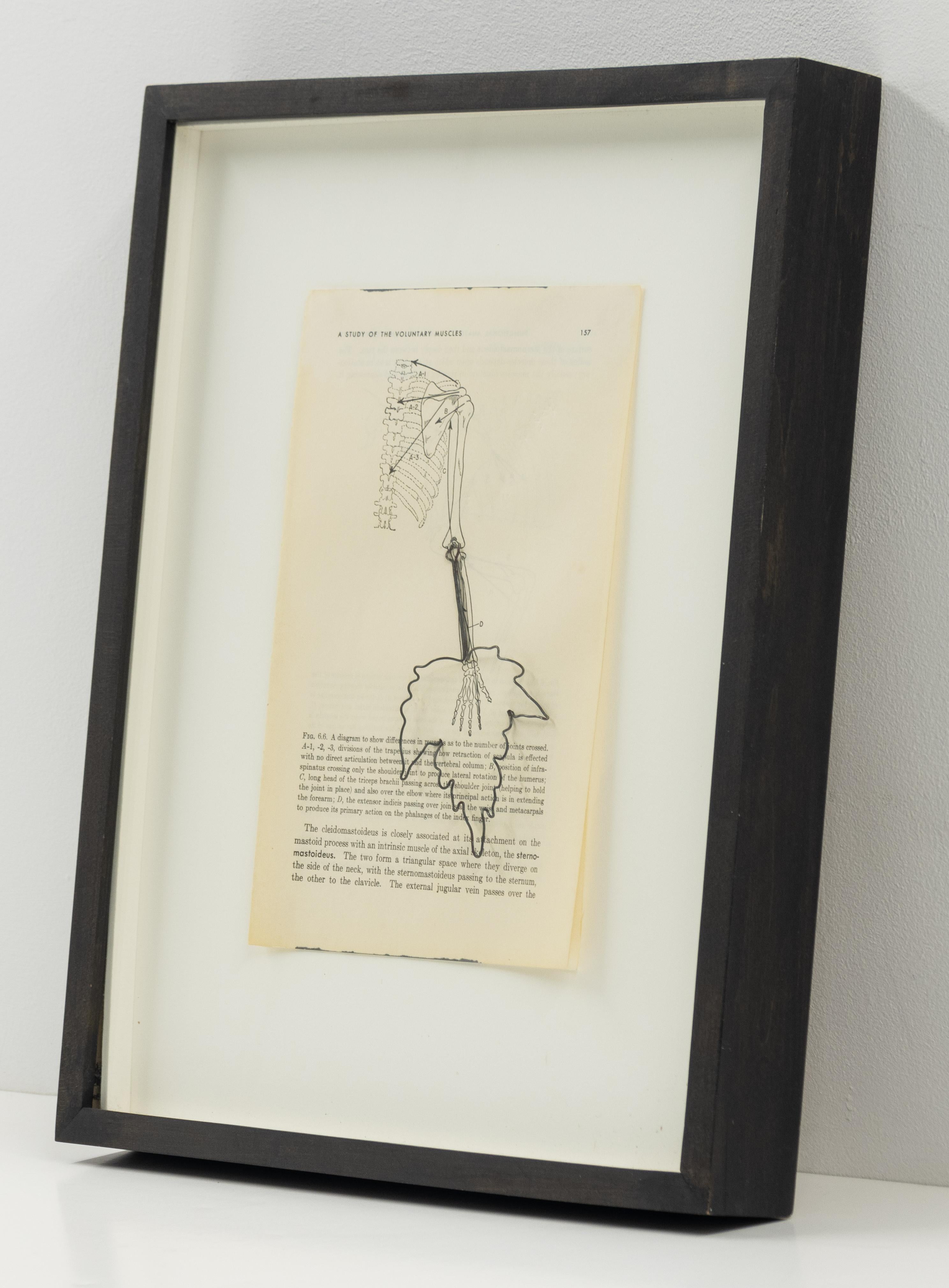L'immagine presenta una pagina di un testo medico o anatomico intitolato A Study of the Voluntary Muscles, che mostra un diagramma di una struttura della spalla e del braccio. Il diagramma è etichettato con lettere e numeri, con alcune sezioni che