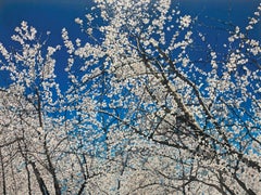 BLOSSOM - Contemporary Realism/ Spring / Cherry Blossoms