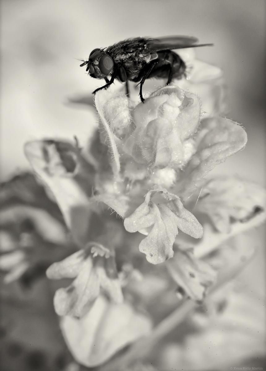 Erica Kelly Martin Landscape Photograph - Untitled (from the series A Bee in the Rose)