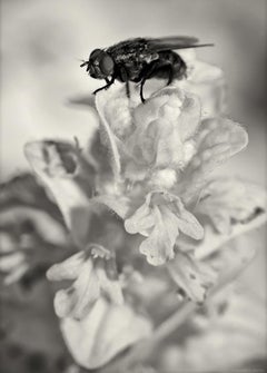 Untitled (from the series A Bee in the Rose)