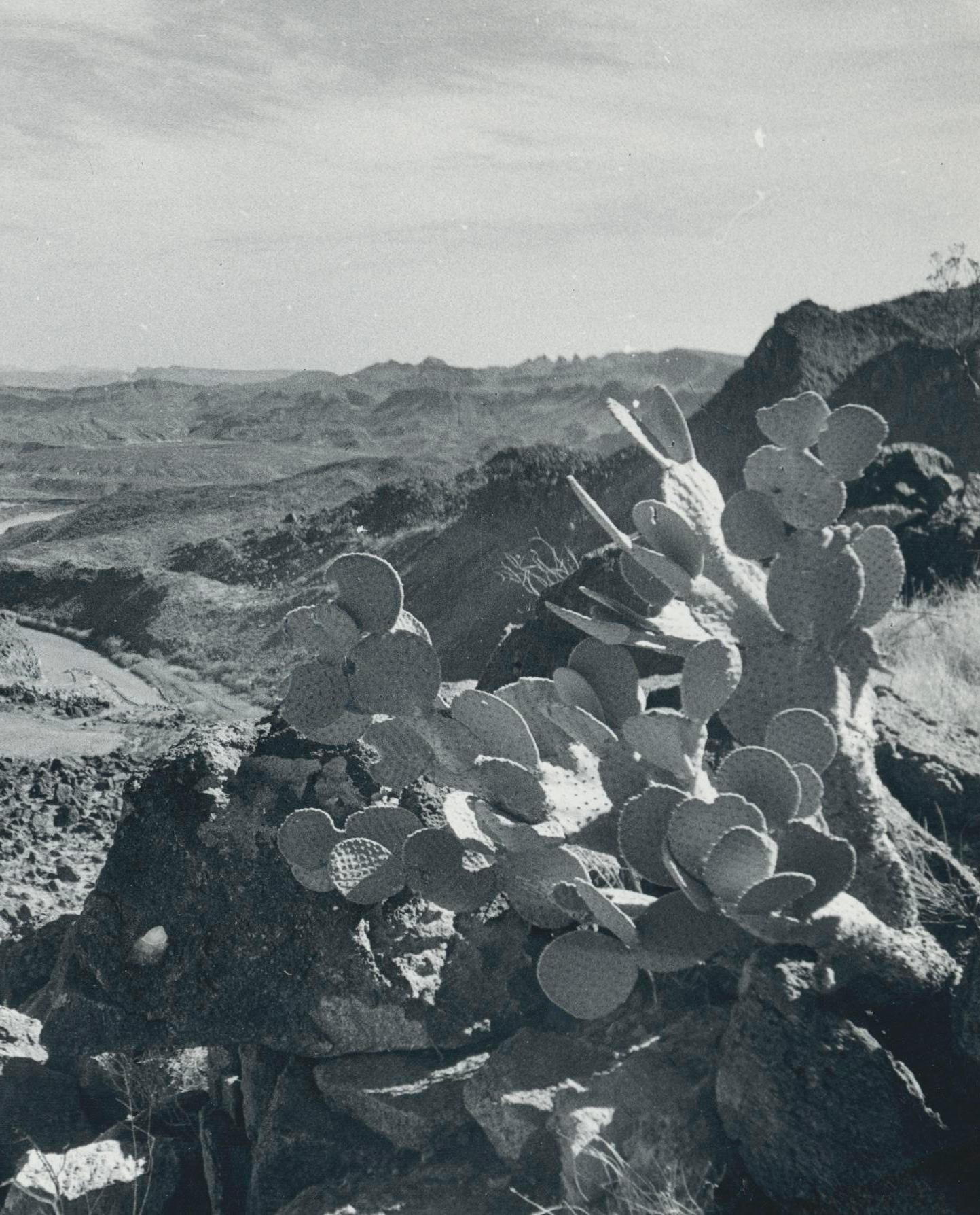 Cacti, Rio Grande, noir et blanc, États-Unis, 166,4 x 23,1 cm - Photograph de Erich Andres