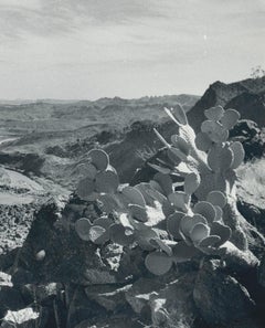 Cacti, Rio Grande, Black and White, USA 1960s, 16, 4 x 23, 1 cm