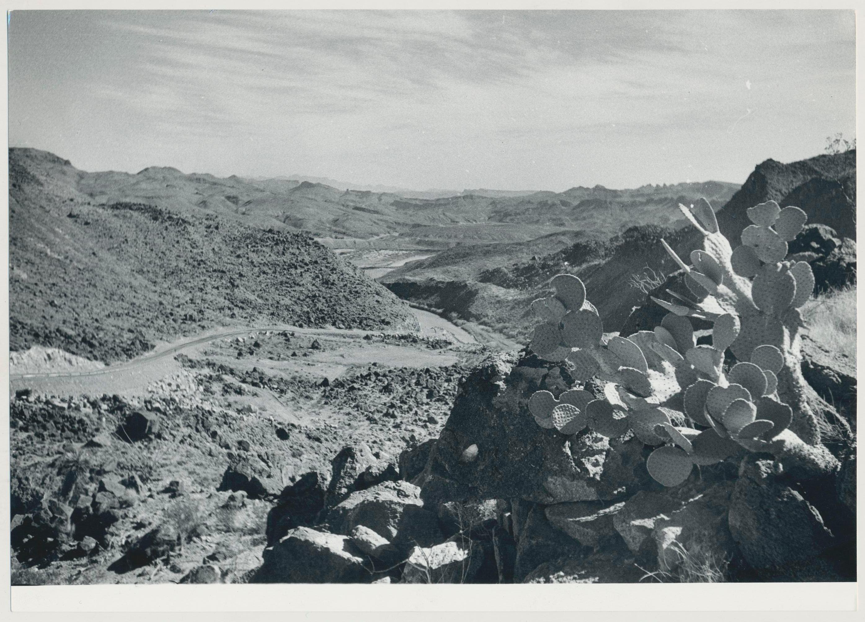 Black and White Photograph Erich Andres - Cacti, Rio Grande, noir et blanc, États-Unis, 166,4 x 23,1 cm