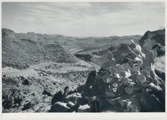 Antique Cacti, Rio Grande, Black and White, USA 1960s, 16, 4 x 23, 1 cm