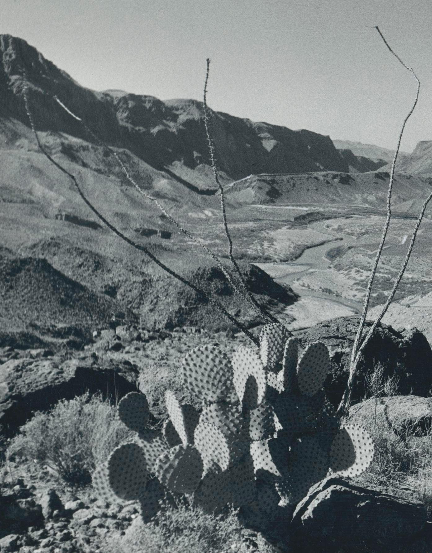 Cacti, Landscape, Rio Grande, Black and White, USA 1960s, 16, 7 x 23, 2 cm - Photograph by Erich Andres