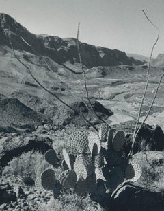 Cacti, Landscape, Rio Grande, Black and White, USA 1960s, 16, 7 x 23, 2 cm