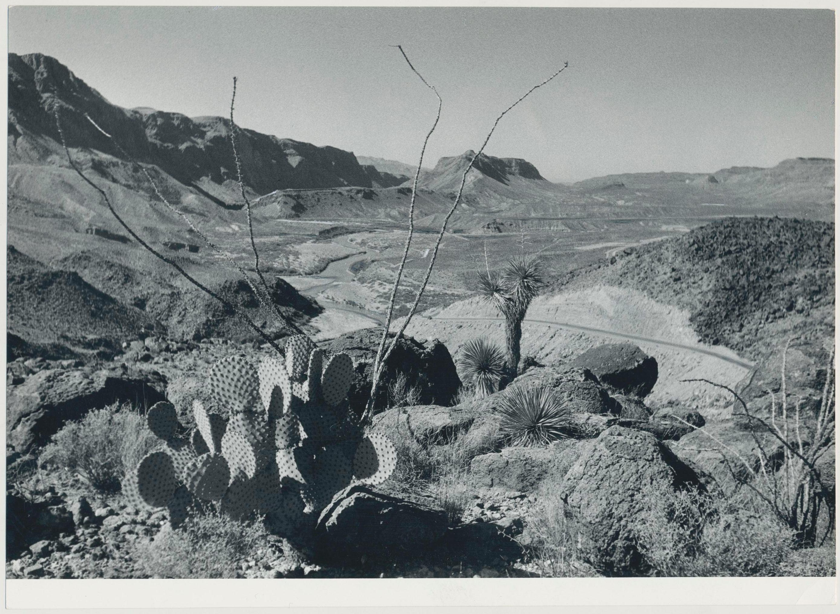 Erich Andres Black and White Photograph - Cacti, Landscape, Rio Grande, Black and White, USA 1960s, 16, 7 x 23, 2 cm