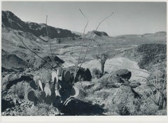 Antique Cacti, Landscape, Rio Grande, Black and White, USA 1960s, 16, 7 x 23, 2 cm
