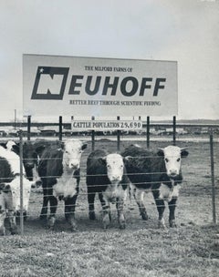 Cows, Black and White Photography, USA, Texas, 1960s, 16, 2 x 23, 2 cm