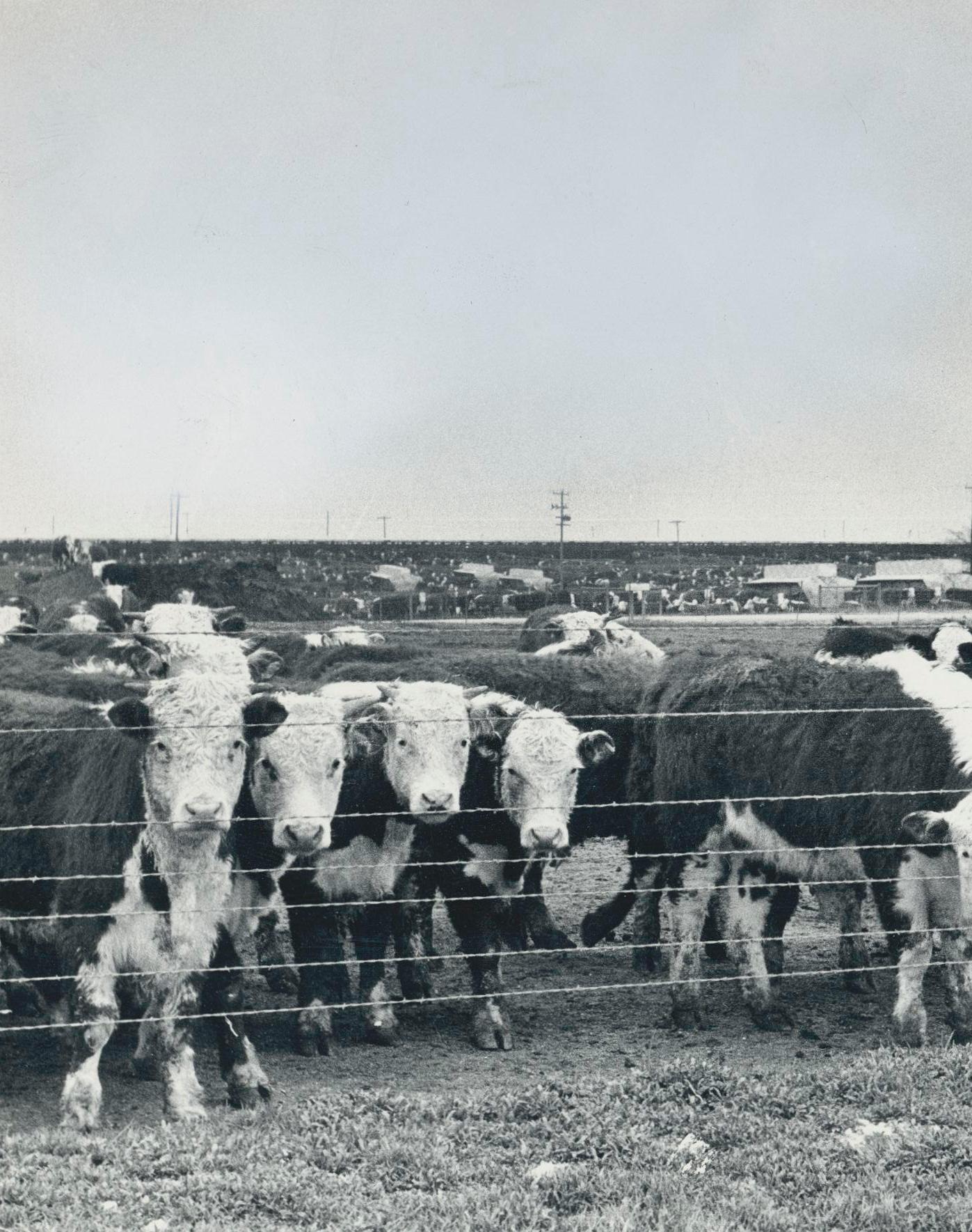 Cows, Black and White Photography, USA, Texas, 1960s, 16, 2 x 23, 2 cm For Sale 2