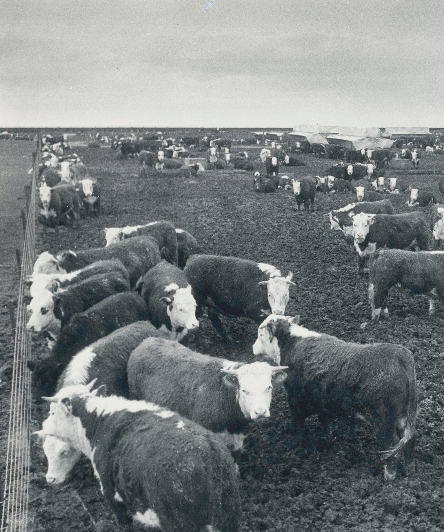 Cows, Farm, Texas, Schwarz-Weiß-Fotografie, USA, 1960, 18,2 x 23,5 cm (Moderne), Art, von Erich Andres