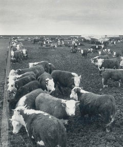 Cows, Farm, Texas, Black and White Photography, USA, 1960, 18, 2 x 23, 5 cm